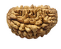 1 Mukhi Nepali Rudraksha
