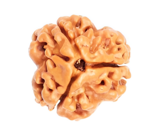 3 Mukhi Nepali Rudraksha Bead