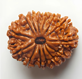14 Mukhi Rudraksha bead